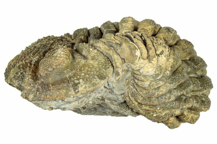 Bargain, Wide Enrolled Morocops Trilobite - Morocco #323537